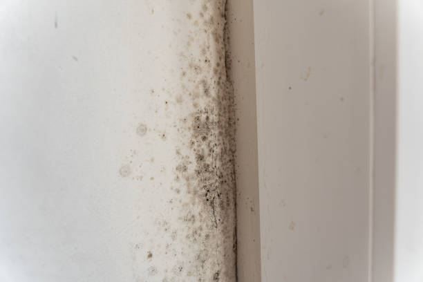 Best Forensic Mold Investigation  in Los Banos, CA
